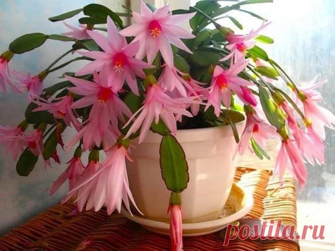 Как заставить декабрист пышно цвести Шлюмбергера (декабрист) – очень красивое комнатное растение, которое обычно зацветает в декабре, потому чаще всего его и называют декабристом.