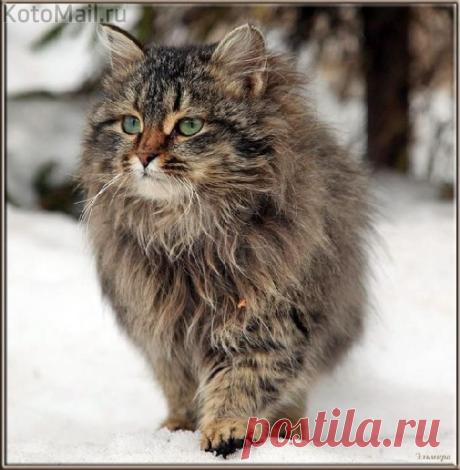 Мороз только в радость | KotoMail.ru