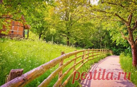 зелень, лето