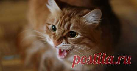Решил муж избавиться от кота жены Решил муж избавиться от кота жены. Посадил его в мешок и отнес на 2 км от дома и оставил там.С...