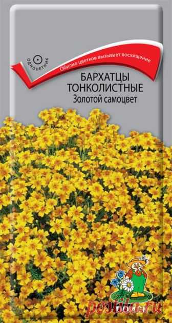 Семена. 
