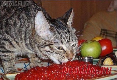 Меня и здесь неплохо кормят...