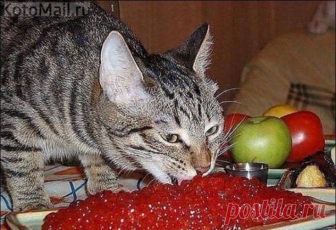 Меня и здесь неплохо кормят...