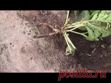 Как выращиваю катран