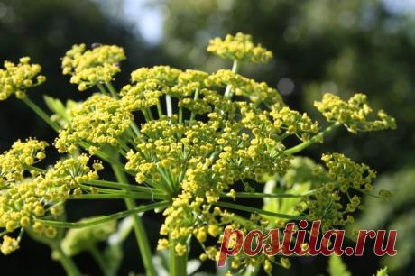 Любисток – посадка и уход в открытом грунте. Выращивание любистка из семян. Описание, лечебные свойства. Фото Любисток - многолетнее растение из семейства Сельдерейных, завоевавшее большое уважение за свои вкусовые качества и лекарственные свойства. Правила посадки и ухода за любистком.