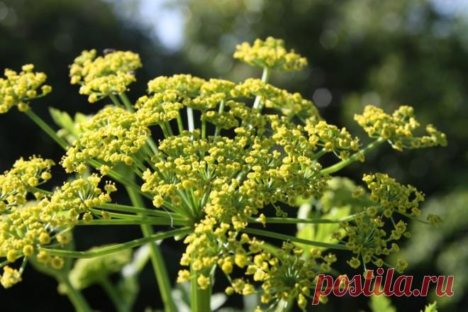 Любисток – посадка и уход в открытом грунте. Выращивание любистка из семян. Описание, лечебные свойства. Фото Любисток - многолетнее растение из семейства Сельдерейных, завоевавшее большое уважение за свои вкусовые качества и лекарственные свойства. Правила посадки и ухода за любистком.