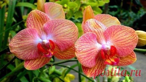 Школа ремонта. [ ДАЧА ]