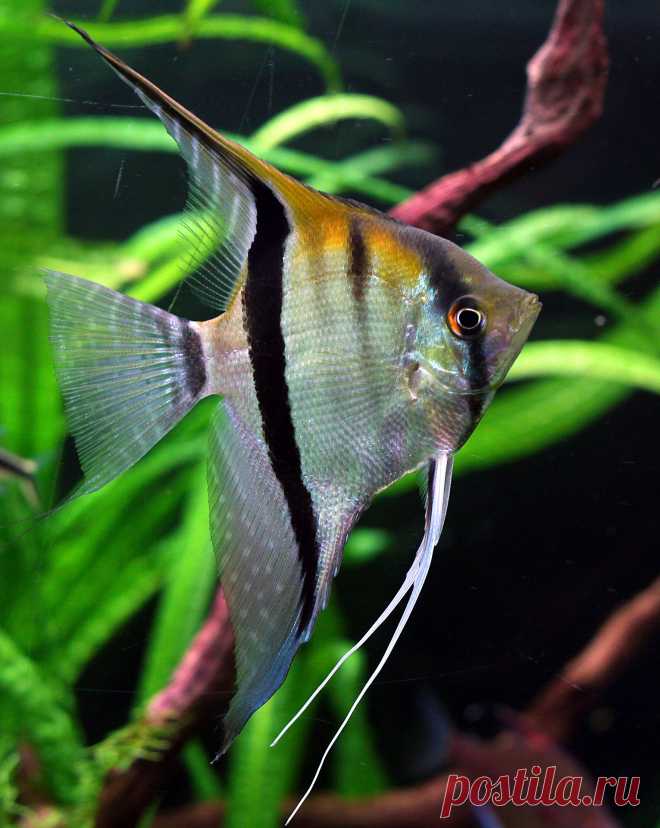 Эффектные скалярии – самые популярные и наиболее широко распространённые аквариумные рыбки. Их любят за необычную форму тела и неспешную грациозность движений. В уходе и кормлении скалярии нетребовательны, их нетрудно разводить в домашних условиях.