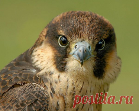 (99) Одноклассники