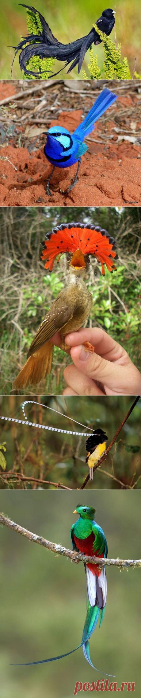 Экзотические птицы невиданной красы | Изюминки