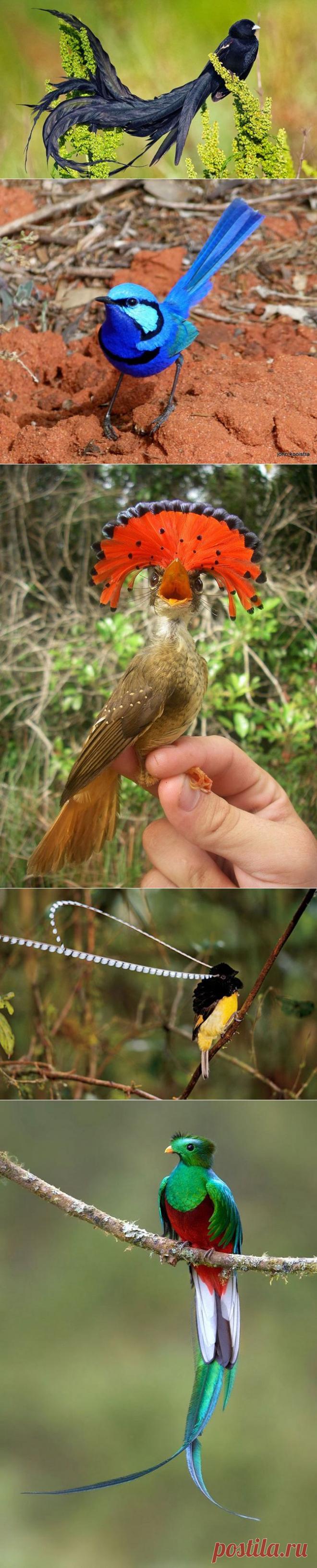 Экзотические птицы невиданной красы | Изюминки