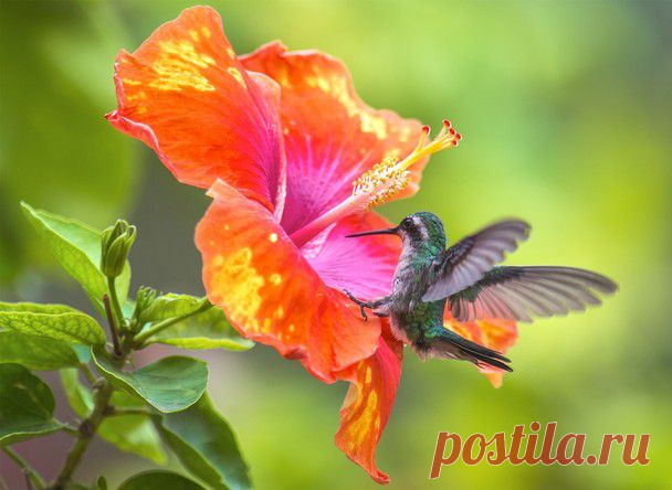 Спонтанные моменты - Неделя 14 Галерея - Путешественник Фото Конкурс 2014 - National Geographic