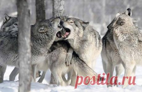 «Эффект бабочки». Или правильнее будет сказать «эффект волка»?