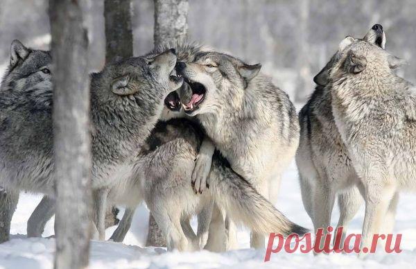 «Эффект бабочки». Или правильнее будет сказать «эффект волка»?