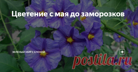 Цветение с мая до заморозков Очень необычное растение, которое цветет с мая и до самых заморозков. В природных условиях его можно увидеть в Южной Америке, где оно вырастает в форме кустарника до трех метров высотой. В нашей стране мы растим его в открытом грунте только в летний период, так как растение теплолюбивое и не выносит заморозков. Зимой растение храним в подвале, погребе, либо растим его как горшечное. Наверняка многие слышали о картофельном дереве, хотя к картофе...