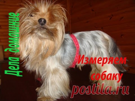 Как снять мерки с собаки. Полная версия на канале ''Дела домашние''.