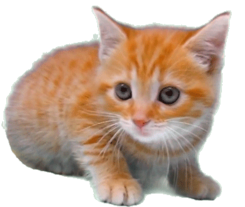 Кошечки, собачки...- анимация.