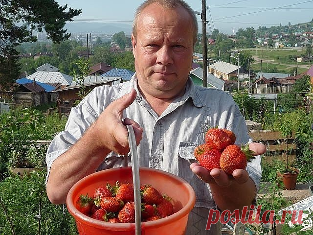 ПОДКОРМКА КЛУБНИКИ И БОРЬБА С ВРЕДИТЕЛЯМИ Моя подруга жалуется, что не успевает собирать ягоды - их так много. Утверждает, что секрет в этой подкормке. Может кого то заинтересует, попробуйте. Состав: 1 стакан золы залить 1-2 литрами кипятка, до остывания, 2гр. марганцовки, 2гр. борной кислоты (порошок), 1 ст. ложка йода. Золу процедить, все это на ведро воды. Сразу намешиваю в бочку и опрыскиваю, до полного смачивания листвы. Это и подкормка микро и макро элементами и борьба с вредителями.