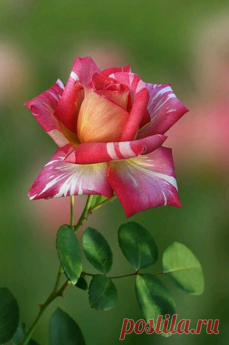 Tik tj net - Google+