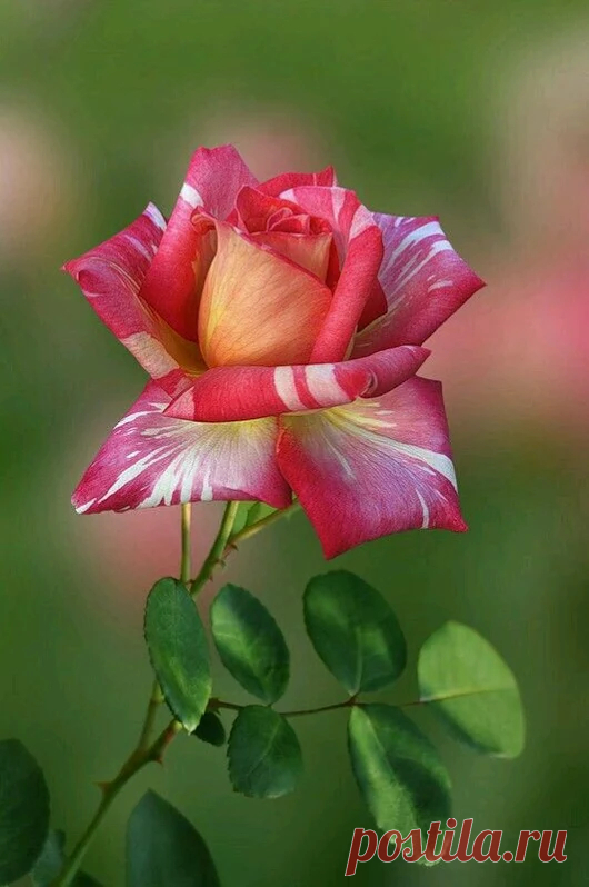 Tik tj net - Google+