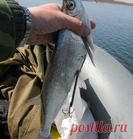 Чехонь и твистерки