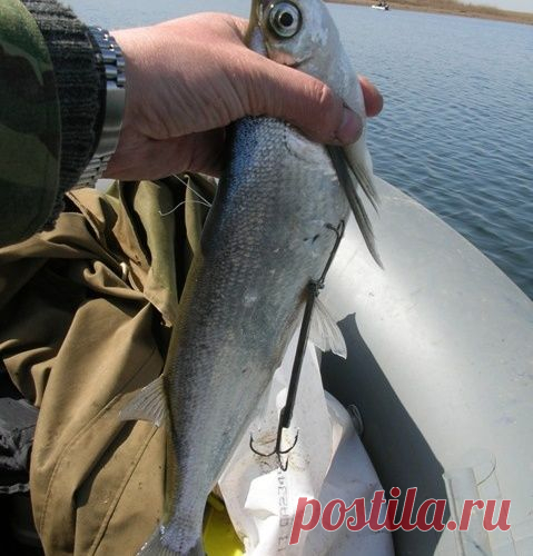 Чехонь и твистерки
