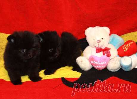 Чёрные щеночки помчики.