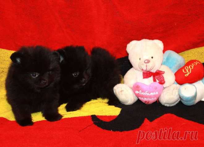 Чёрные щеночки помчики.