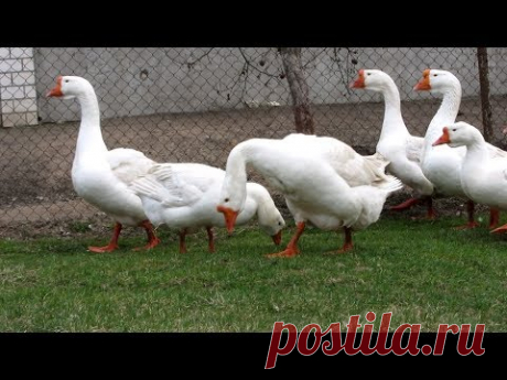 Рацион кормления взрослых гусей//Линдовские гуси