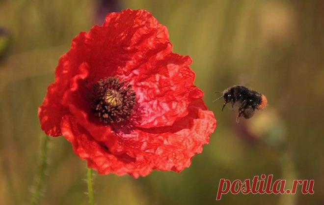 (10) Одноклассники