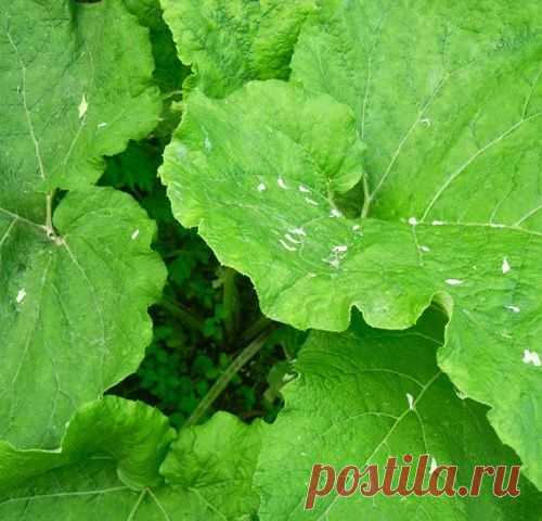 Полезные свойства растения лопух