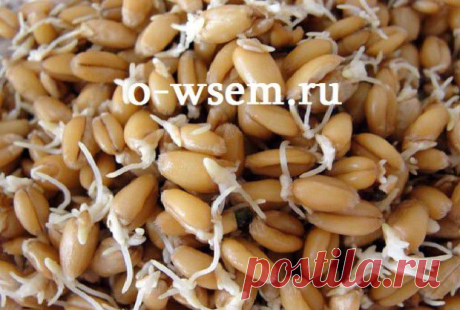 Проросшая пшеница. - o-wsem.ru | o-wsem.ru