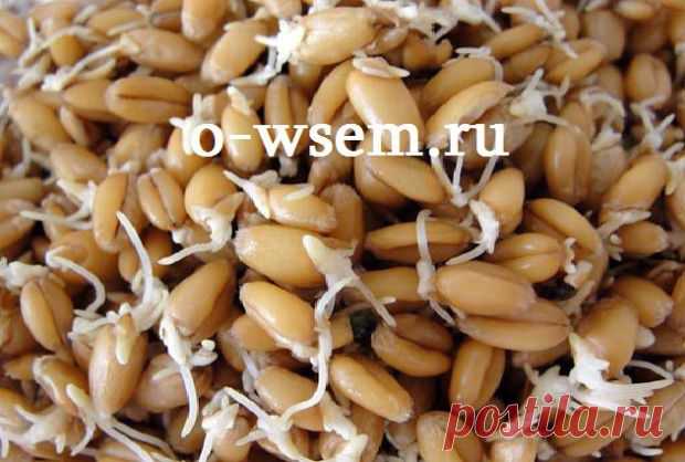 Проросшая пшеница. - o-wsem.ru | o-wsem.ru