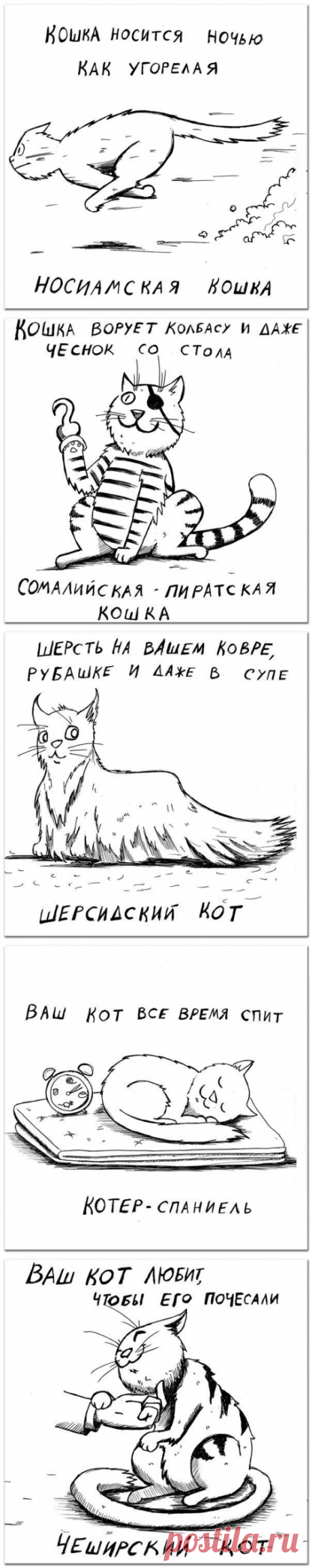 Определяем породу кошки по её характеру (9 фото)