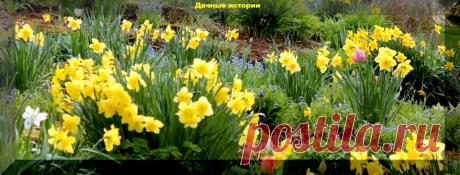 Отцвели нарциссы. Заплетаем листву в косички и прочие важные работы на нарциссах | Дачные истории | Яндекс Дзен