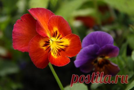 Pansies I love these orange red pansies! And I love the smaller purple ones with orange in their faces - I think these two pansies together are a nice combo.