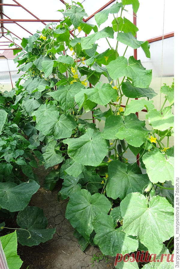 Семь секретов вкусных огурцов Никогда не знала, что огурцы могут быть такими вкусными и ароматными! Ох, уж эта хитрая наука — агротехника. Так много от нее зависит. Два первых года моего земледелия огурцы были. И ели вволю, и на з…