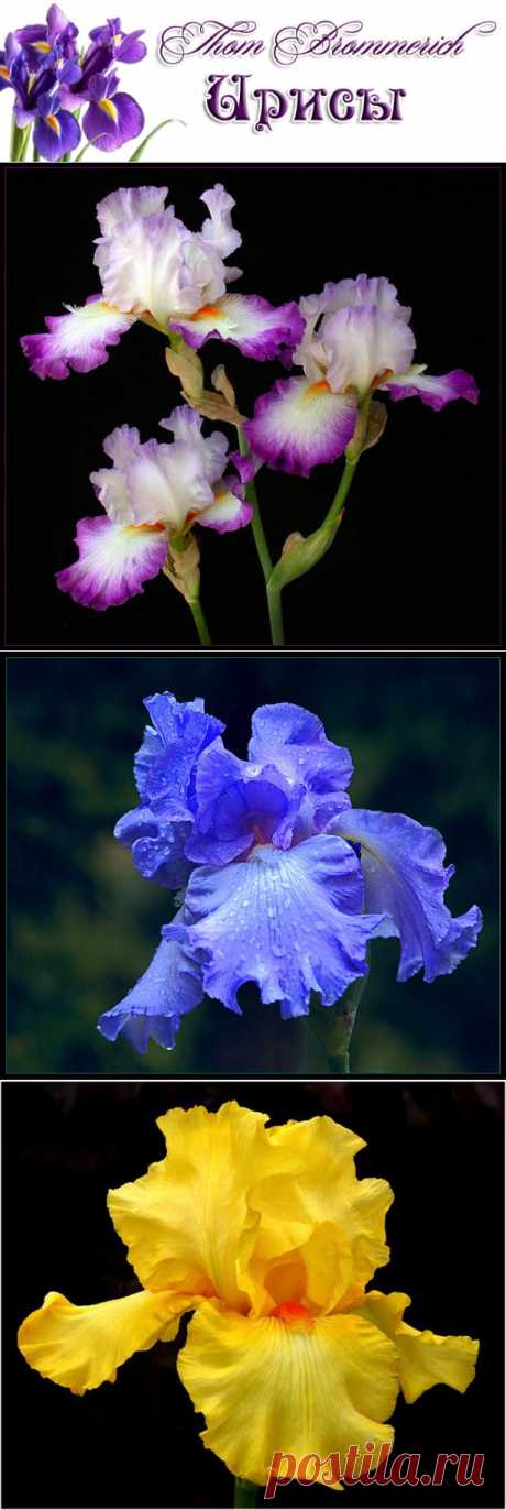 Thom Brommerich\ Ирисы на чёрном фоне.