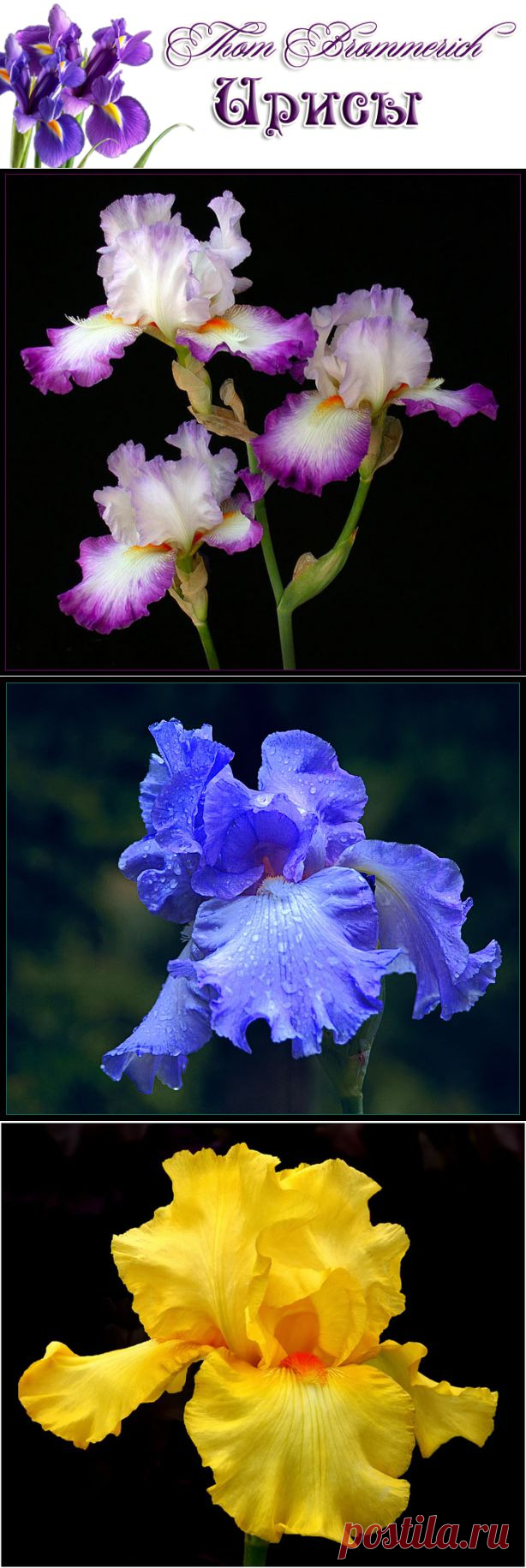 Thom Brommerich\ Ирисы на чёрном фоне.