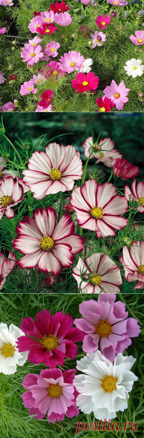 Космея.Cosmos. Космическая ромашка..