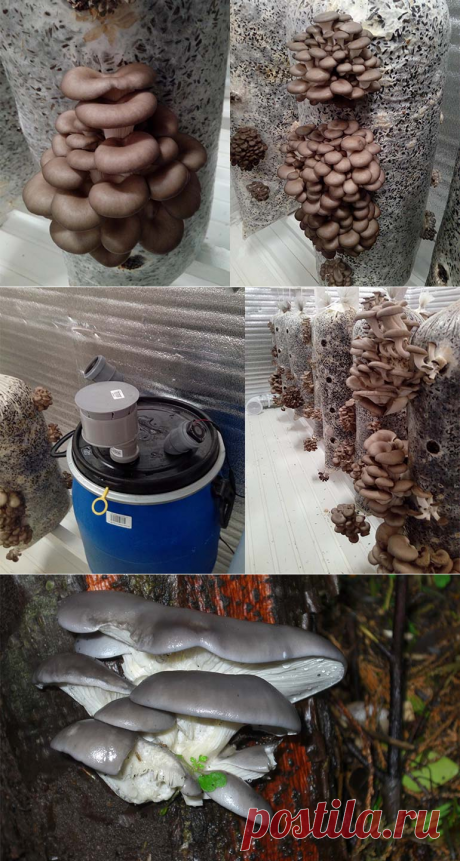 Выращивание вешенок в домашних условиях для себя и для бизнеса