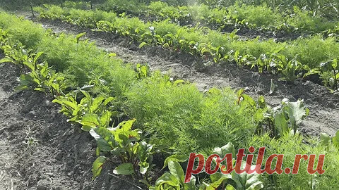 #корнеплоды 
ПОДКОРМКА СВЕКЛЫ И МОРКОВИ В ИЮЛЕ

Морковь и свекла в уходе не особо привередливые культуры. Если не брать во внимание необходимость их прореживания на начальном этапе, нескольких профилактических обработок от вредителей, каких-то особых усилий прилагать не придется. Регулярные поливы в расчет не берем.

Сегодня предлагаю поговорить об июльских подкормках этих растений. Остановимся на традиционных народных рецептах. Они вряд ли нанесут вред, являются полностью...