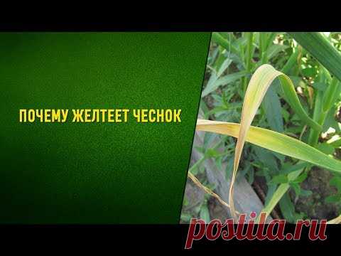 Почему желтеет чеснок на грядке. Что делать и чем обработать?