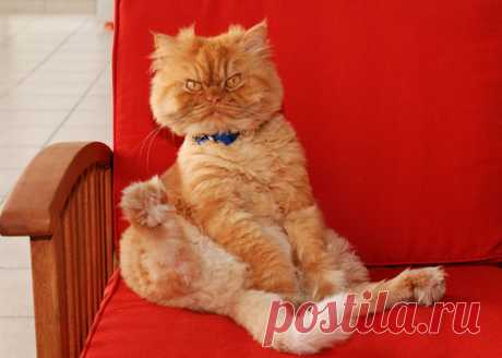 Рыжий перс Garfi