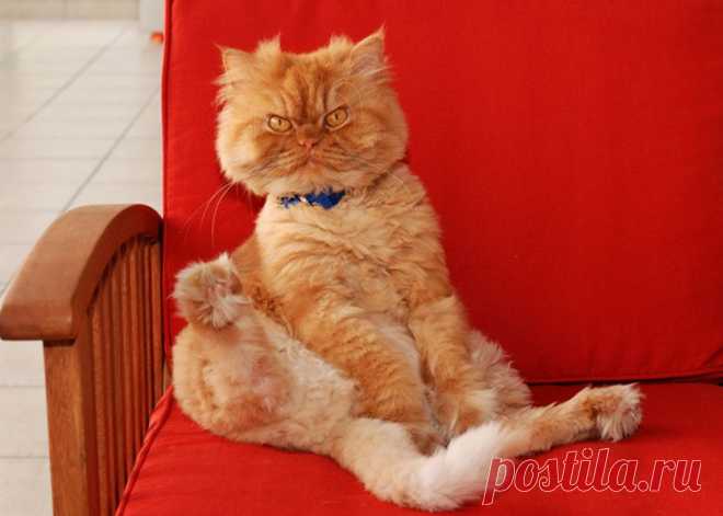 Рыжий перс Garfi