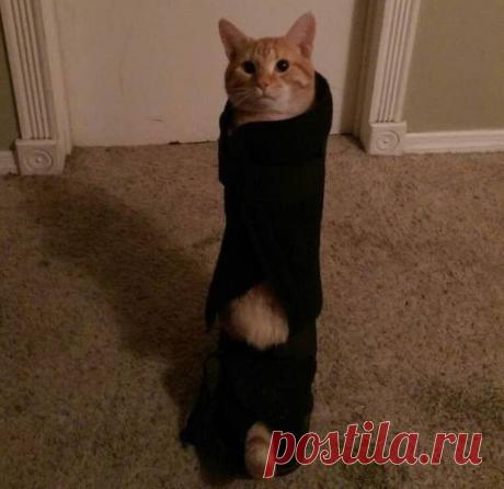 17 домашних животных в неловкой ситуации / Питомцы