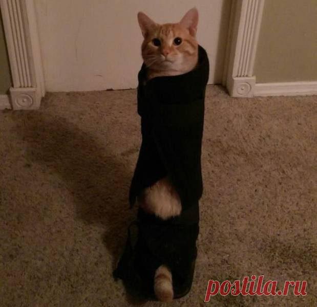 17 домашних животных в неловкой ситуации / Питомцы