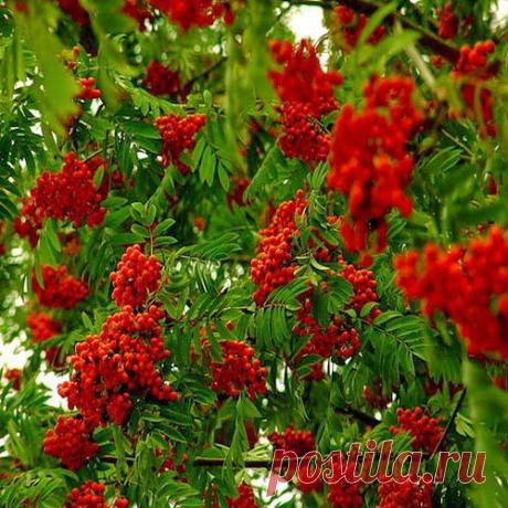 Рябина для красоты и здоровья | Друг пенсионера
Сочные ярко-оранжево-красные плоды рябины созревают в августе-сентябре и до глубокой осени остаются на дереве, радуя глаз и даря нам свои полезные свойства.