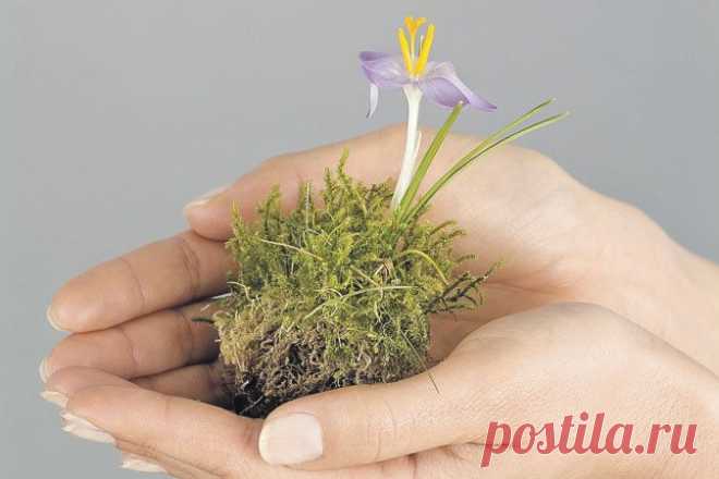 Спасаем больную рассаду