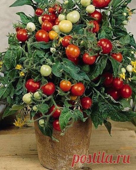 ВЫРАЩИВАЕМ ТОМАТЫ В ВЕДРАХ!